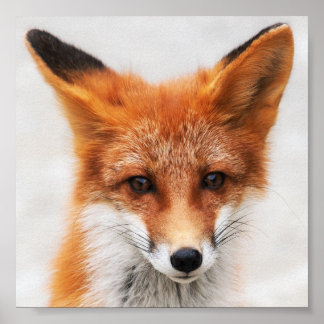 Poster Portrait de mignon renard rouge sauvage avec de be