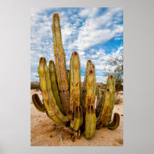 Poster Portrait de Old Man Cactus, Mexique