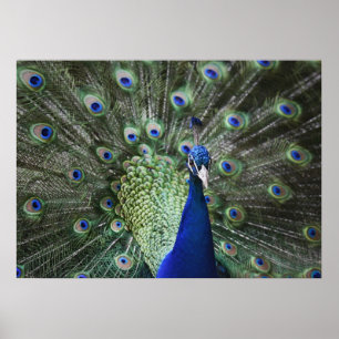 Poster Portrait De Peacock Avec Plumes Sorties