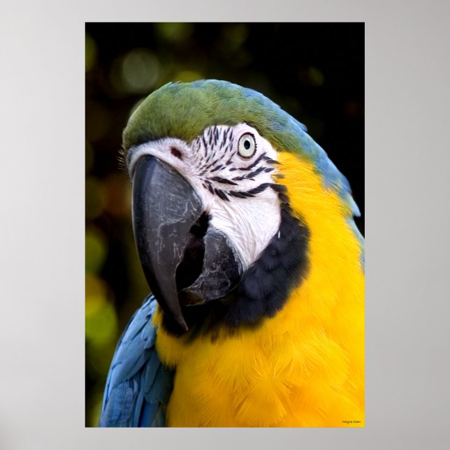 Poster Portrait de perroquet amazonien (Devant)