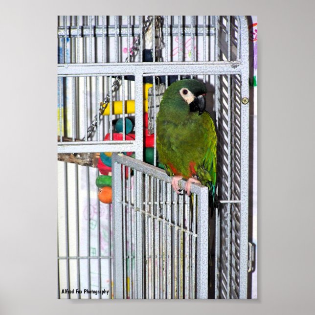 Poster Portrait de perroquet vert (Devant)