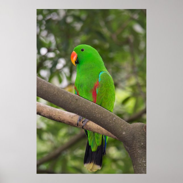 Poster Portrait de perroquet vert (Devant)