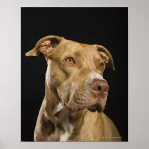 Poster Portrait de pitbulle de nez rouge avec noir