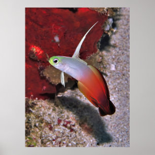 Poster Portrait de poisson-dartfish