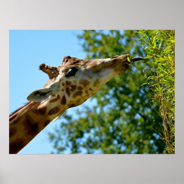Poster Portrait de profil de girafe manger feuille vacanc (Devant)