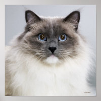 Portrait de Ragdoll Chat