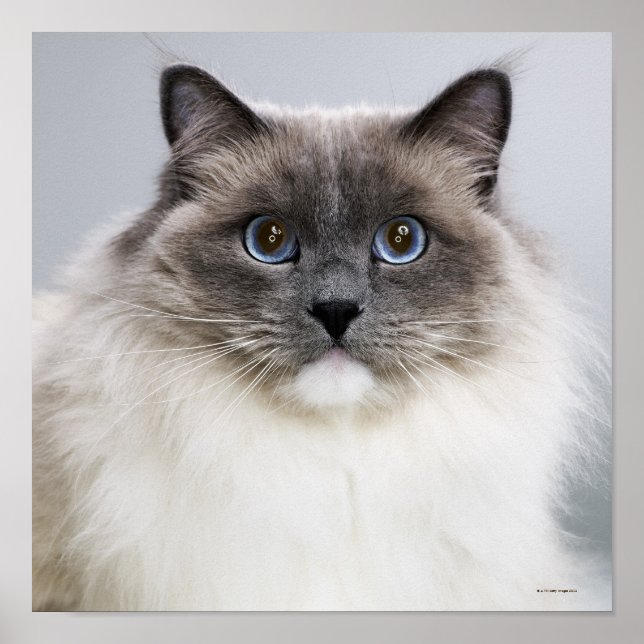 Poster Portrait de Ragdoll Chat (Devant)