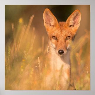 Poster Portrait de renard roux dans l'herbe dorée