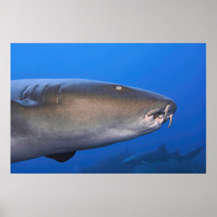 Poster Portrait de requin infirmière