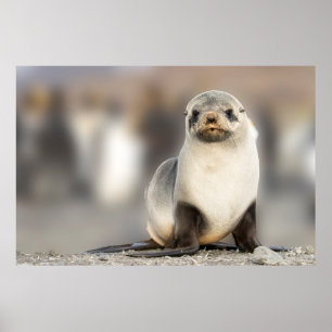 Poster Portrait de Seal Pup sur la plage