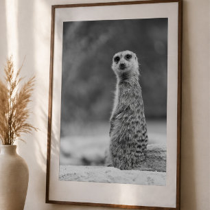 Poster Portrait de suricates noir et blanc faune sauvage