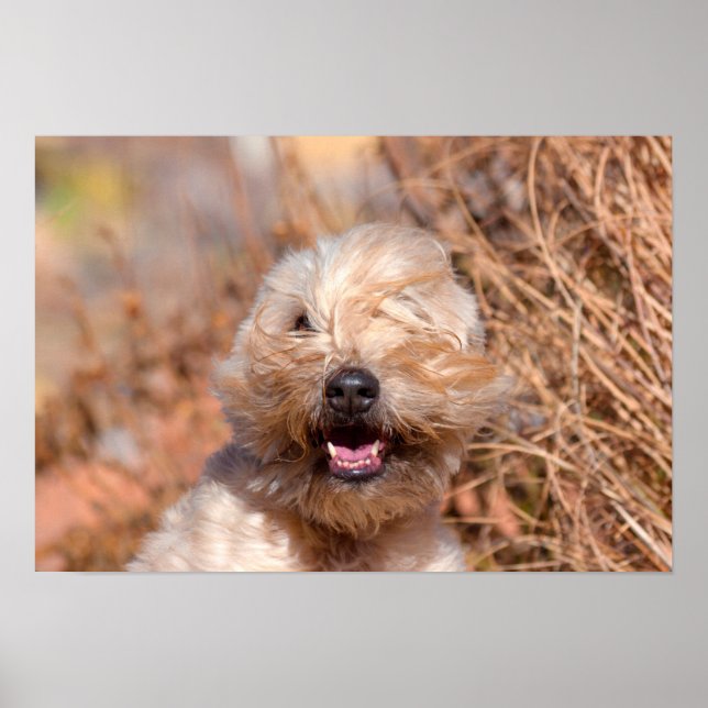 Poster Portrait de Terrier roux à revêtement souple (Devant)