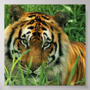Poster Portrait de tigre