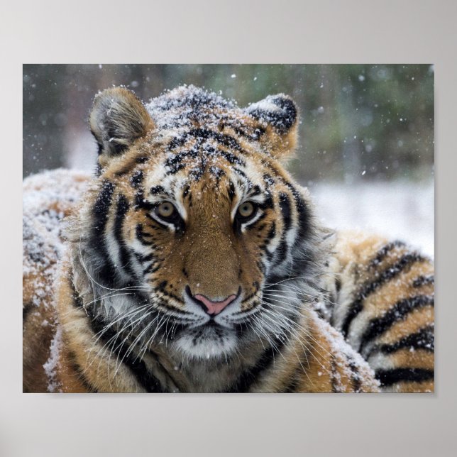 Poster Portrait de tigre d'hiver (Devant)