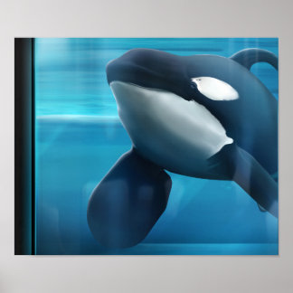 Poster Portrait de Tilikum
