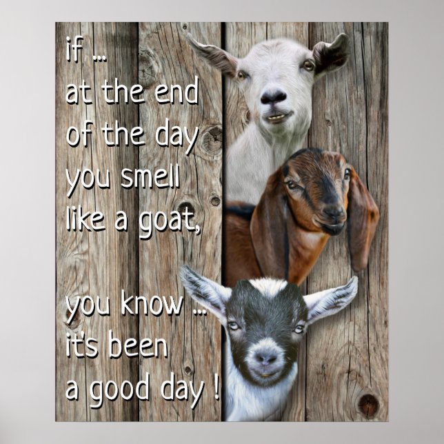 Poster Portrait de trois chèvres - Jolie odeur comme une  (Devant)