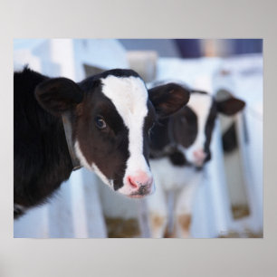 Poster Portrait de vache