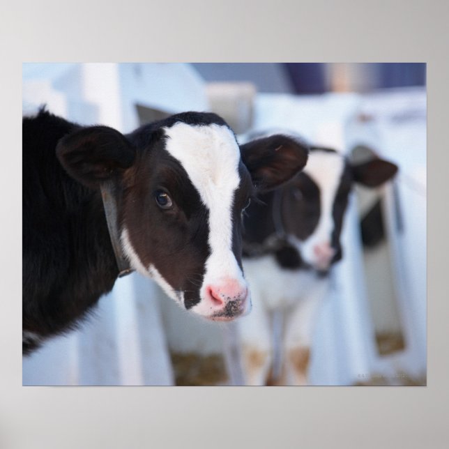 Poster Portrait de vache (Devant)
