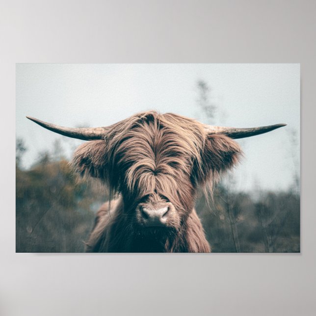 Poster Portrait de vache Highland (Devant)