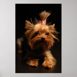 Poster Portrait de Yorkshire Terrier