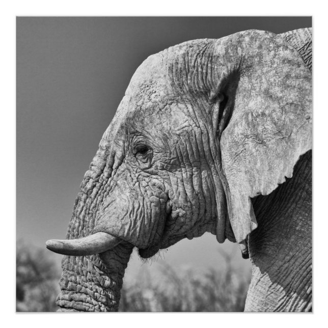 Poster Portrait d'éléphant (Devant)