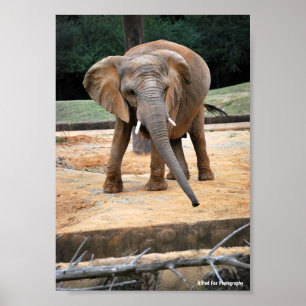 Poster Portrait d'éléphant d'Afrique