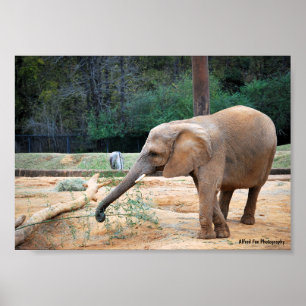 Poster Portrait d'éléphant d'Afrique dans un parc
