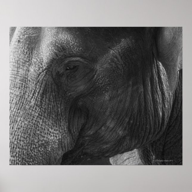 Poster Portrait d'éléphant noir et blanc (Devant)
