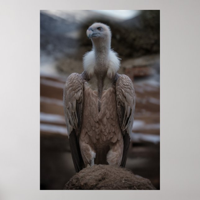 Poster Portrait détaillé du vautour griffon (Devant)