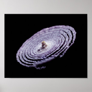 Poster Portrait d'oignon rouge