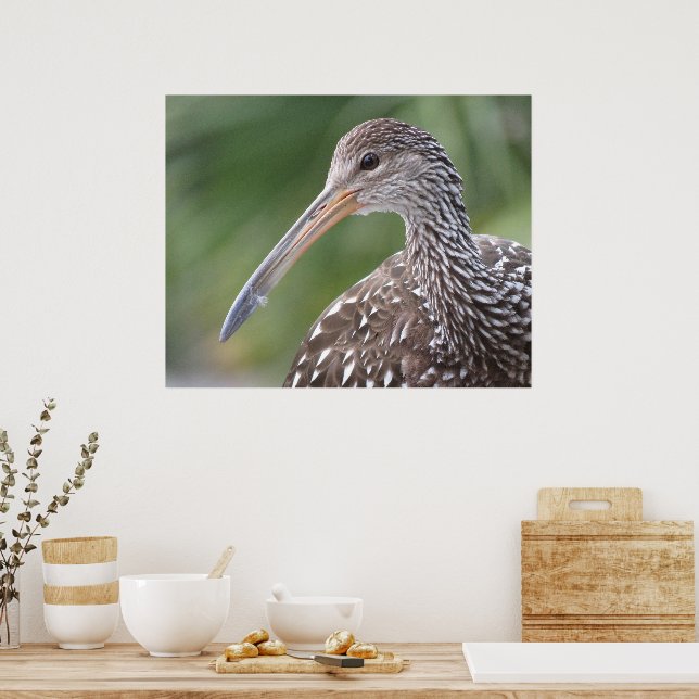 Poster Portrait d'oiseau de Floride près de Limpkin (Cuisine)