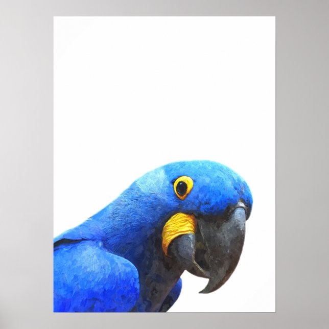 Poster Portrait d'oiseau tropical perroquet bleu (Devant)