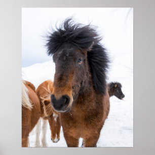 Poster Portrait drôle de cheval islandais