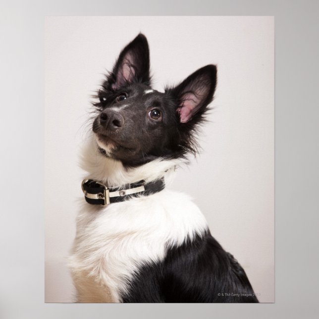 Poster Portrait du chien blanc et noir des schistes (Devant)