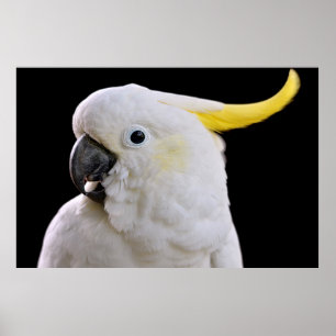 Poster Portrait du Cockatoo à crête de soufre