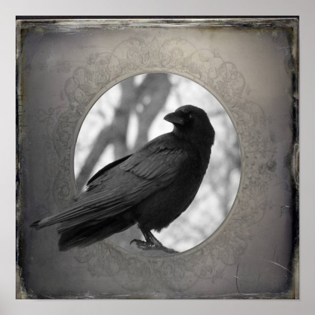 Poster Portrait du corbeau (Devant)