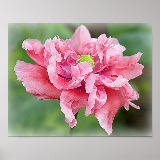 Poster Portrait du Poppy Somniferum (Devant)