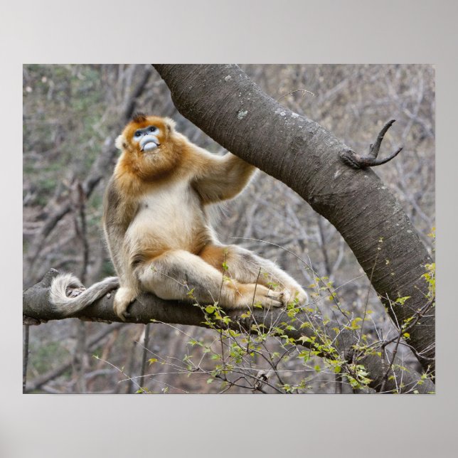 Poster Portrait du singe doré mâle dans l'arbre (Devant)
