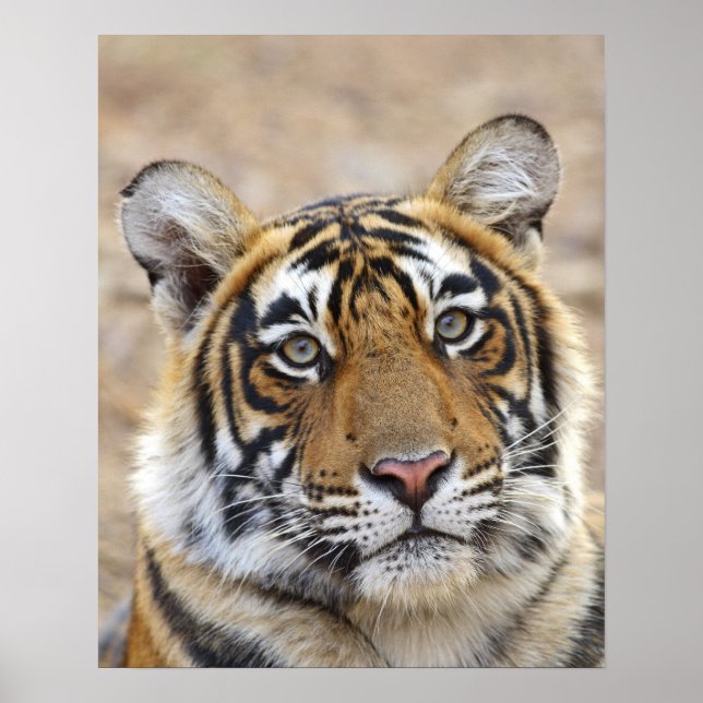 Poster Portrait du Tigre royal du Bengale, Ranthambhor (Devant)