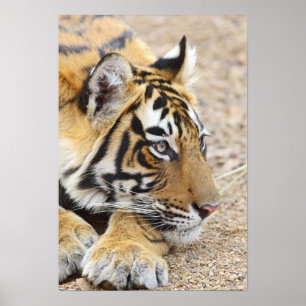 Poster Portrait du Tigre royal du Bengale, Ranthambhor 3