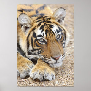 Poster Portrait du Tigre royal du Bengale, Ranthambhor 4