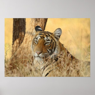 Poster Portrait du Tigre royal du Bengale, Ranthambhor 5