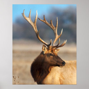 Poster Portrait d'un bull