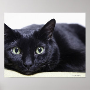 Poster Portrait d'un chat