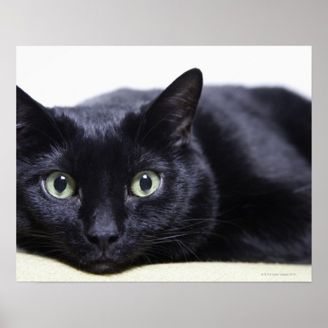 Poster Portrait d'un chat (Devant)