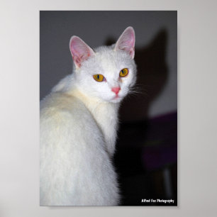 Poster Portrait d'un chat blanc