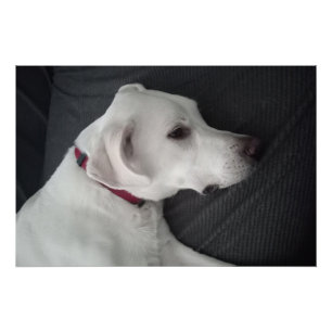 Poster Portrait d'un chien blanc traditionnel et classiqu