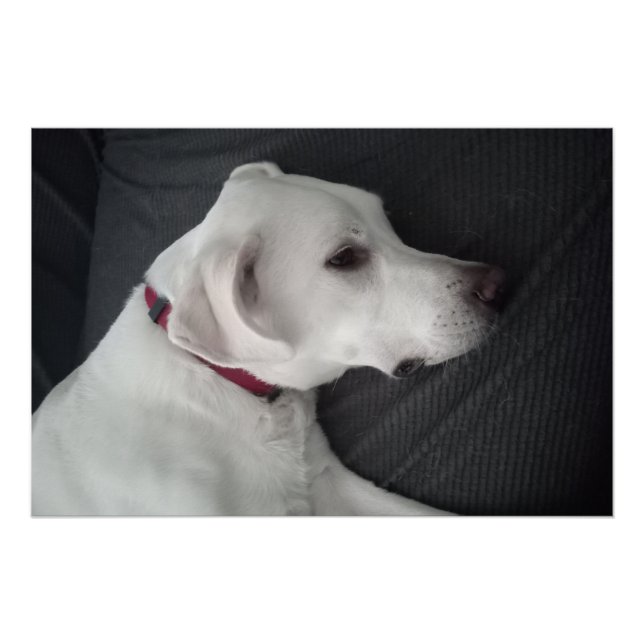 Poster Portrait d'un chien blanc traditionnel et classiqu (Devant)