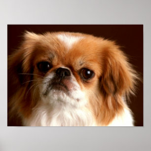 Poster Portrait d'un chien Spaniel