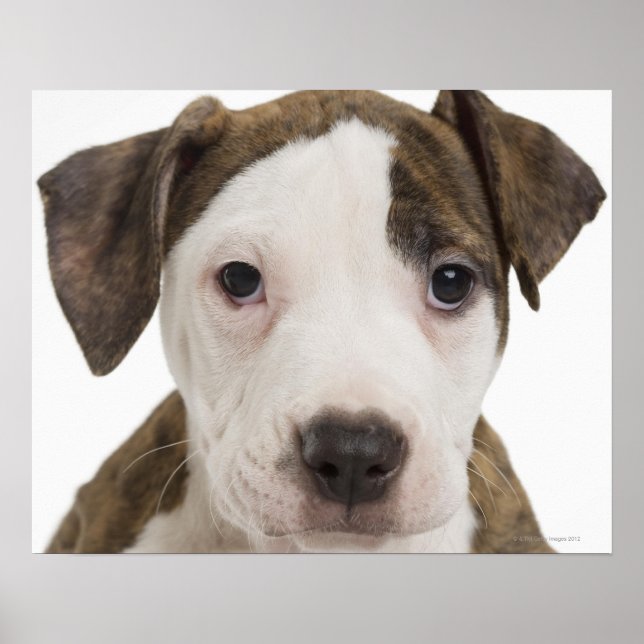 Poster Portrait d'un chiot pitbull (Devant)